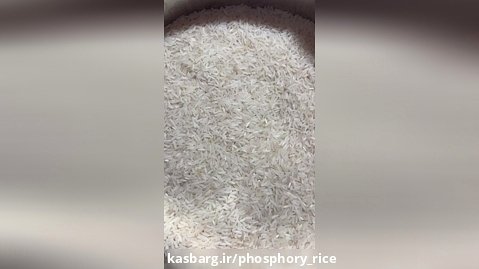 رفع شپشک برنج